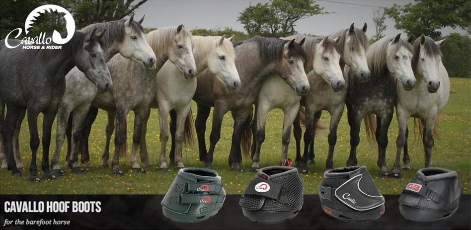 cavallo greys